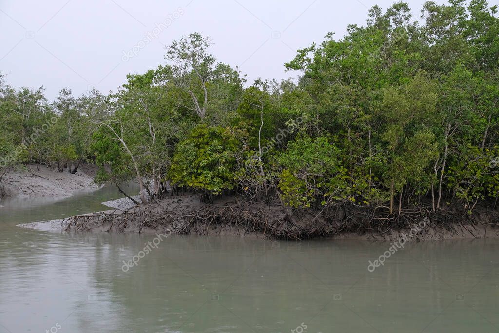Mangrove forest, Sundarbans, Ganges delta, West Bengal, India