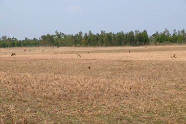 Pirinç tarlası hasat sonrası Kumrokhali, Batı Bengal, Hindistan 'da.