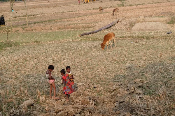 Los Niños Juegan Campo Arroz Aldea Kumrokhali Bengala Occidental India — Foto de Stock