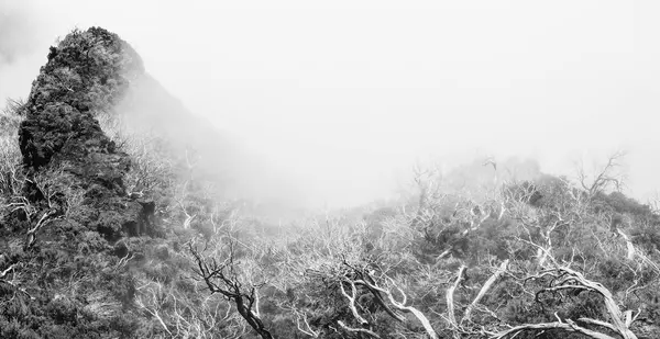View of mountains and dry trees in the fog