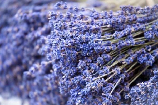 Lavanda cachos artesanais — Fotografia de Stock