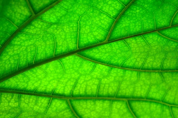 Textura de hoja verde, fondo abstracto — Foto de Stock