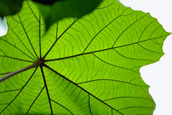 Textura Folha Verde Fundo Abstrato — Fotografia de Stock