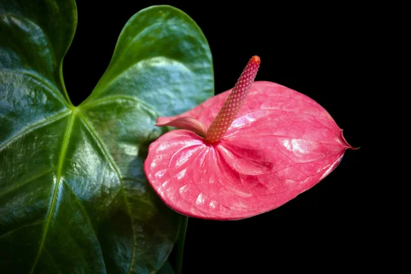 Rózsaszín virág-Anthurium kertben — Stock Fotó