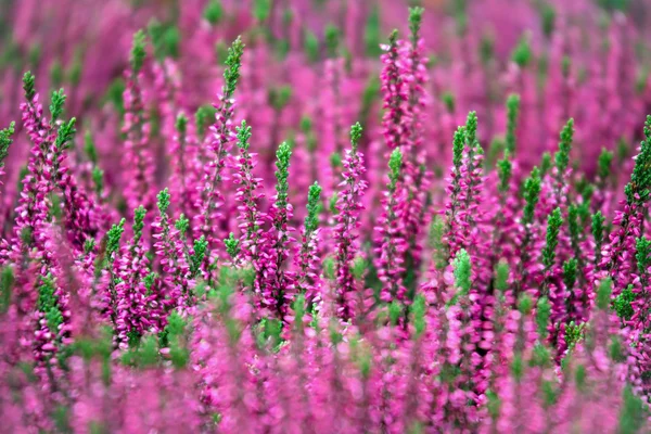 Blommande Ljung blommor — Stockfoto