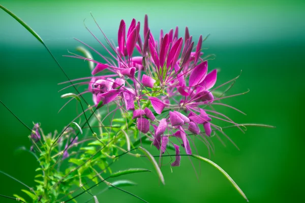 Fiore viola su verde — Foto Stock