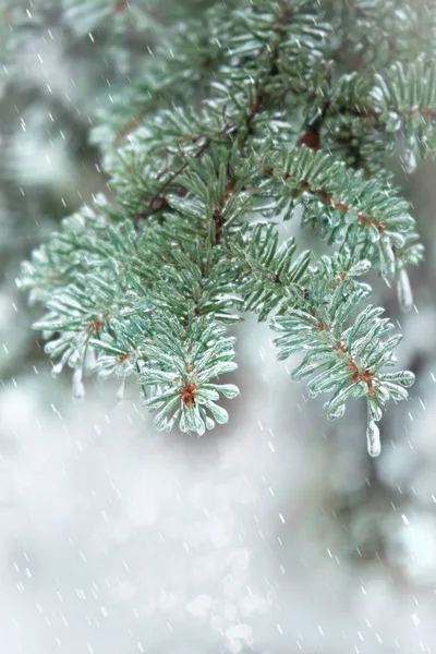 Ramita de abeto. Agujas cubiertas de hielo. Fondo de invierno . —  Fotos de Stock