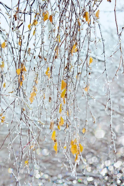 Ramas de abedul con carámbanos bajo lluvia helada —  Fotos de Stock