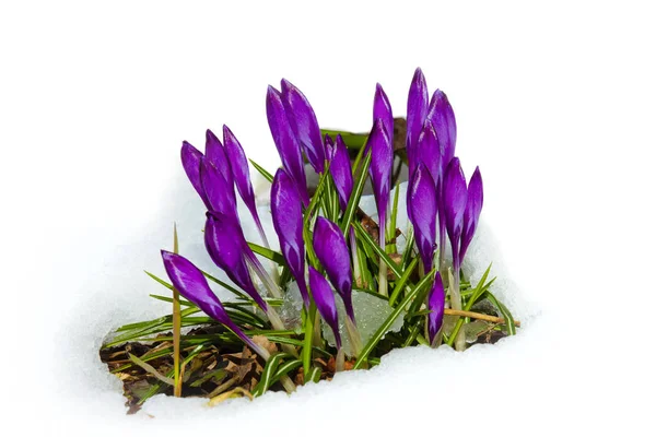 크 로커 스 봄 꽃 — 스톡 사진