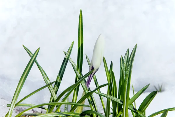 Crocus tavaszi virágok — Stock Fotó