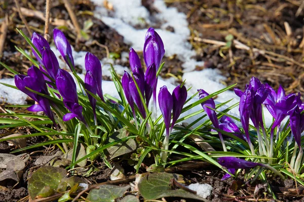 クロッカスの春の花 — ストック写真
