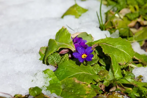 앵 초 (초본 vulgaris) 봄 꽃 — 스톡 사진