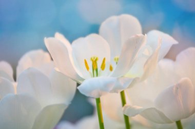 Sera içinde beyaz laleler