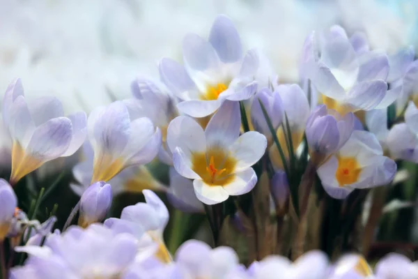 Crocus tavaszi virágok — Stock Fotó