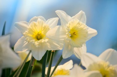 Bahar çiçekleri nergis. Yakın çekim