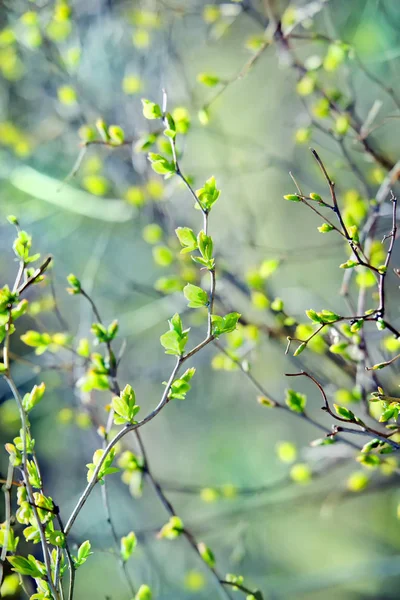 Giovane Verde Foglie Primavera Sfondo — Foto Stock