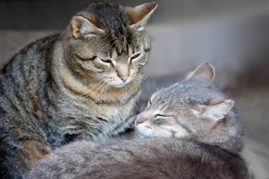 İki kedi yakın yalan