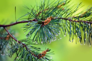 İğneler üzerinde genç koni ve yağmur damla çam ağacının dalını