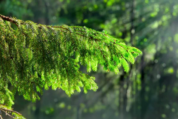 Tannenzweig im Hintergrund des Waldes im Sonnenlicht — Stockfoto