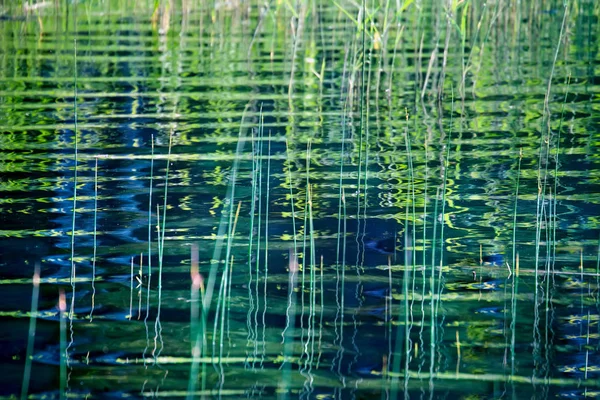 Natur bakgrund med kustnära reed och dess vågiga reflektion i w — Stockfoto