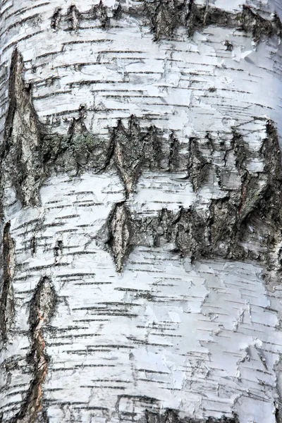 Berken schors achtergrond — Stockfoto