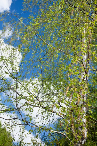 Birkenzweige Mit Jungen Blättern Wind Selektiver Fokus Natürlicher Hintergrund — Stockfoto