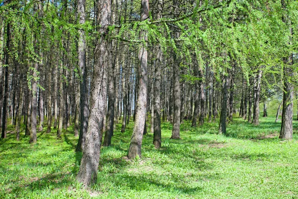 Modrzew Wiosnę Drzew Iglastych Parku Miejskim — Zdjęcie stockowe