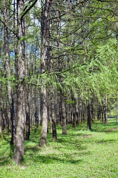 Larice Primavera Alberi Conifere Nel Parco Cittadino — Foto Stock