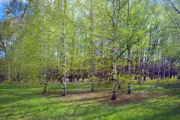 Birkenhain Hintergrund Der Frühlingslandschaft — Stockfoto