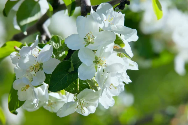 Квітка Яблуні Зеленому Фоні Саду Весняний День — стокове фото