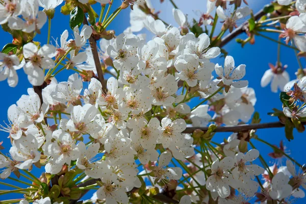 Flor Cerezo Abril Contra Cielo Azul — Foto de Stock