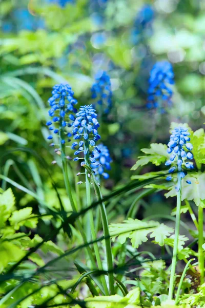 Mavi Çiçekler Muscari Yeşil Bir Arka Plan Üzerinde — Stok fotoğraf