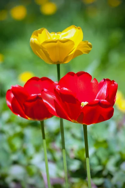 봄에는 선명한 빨간색과 노란색 튤립의 — 스톡 사진