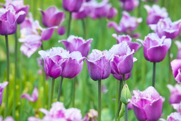 春天明亮而生动的紫色流苏郁金香花坛 — 图库照片