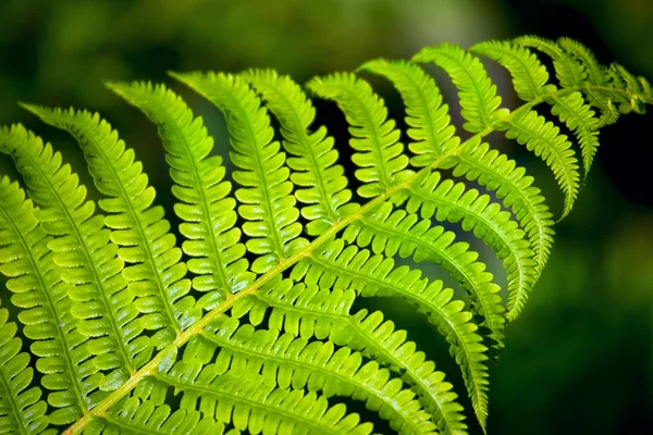 Junge Farnpflanzen in der Natur — Stockfoto