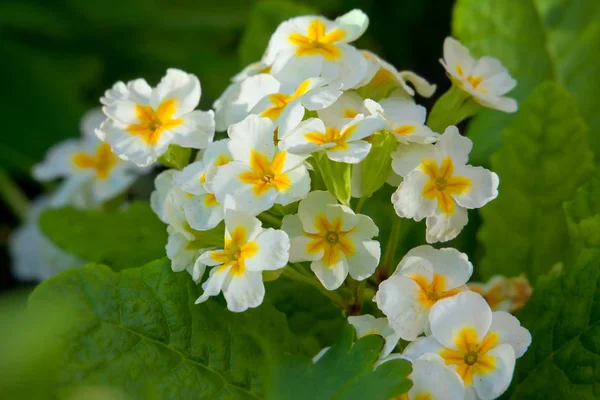 Primroses Primula Vulgaris Garden Summer — Stock Photo, Image