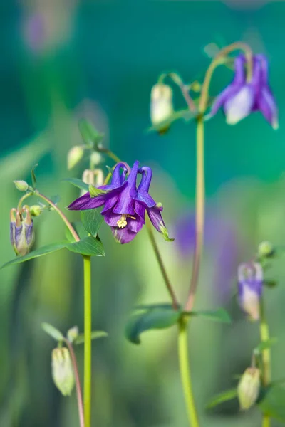 Flor azul de columbine europeia. Aquilegia vulgaris. Fechar. — Fotografia de Stock