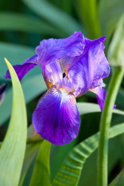 Lila íriszek (Iris barbatus) — Stock Fotó