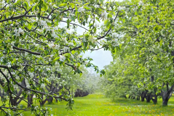 フルーツ果樹園の最初の春の花 — ストック写真