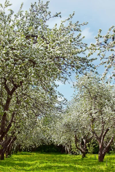 Fruit orchard's first spring blossoms — Stock Photo, Image