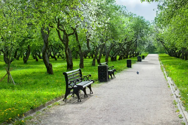 Park miejski z chodnik, ławki i kwitnących Apple lub — Zdjęcie stockowe