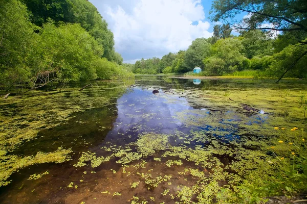 Yeşil Duckweed Yaz Saati Ile Büyümüş Gölü — Stok fotoğraf