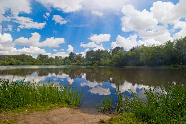 Letní Krajina Jezero Nedaleko Lesa Zelené Ostřice Pobřeží — Stock fotografie
