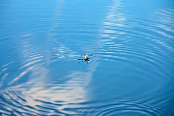 Water strider on water. Ripples in the water surface