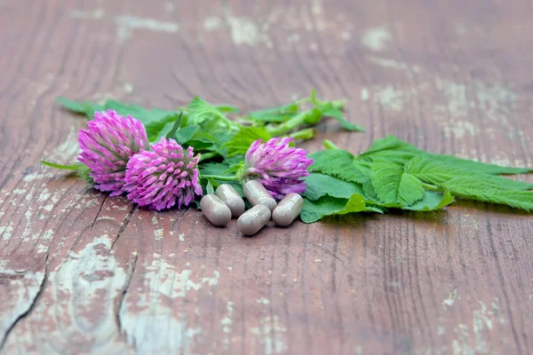 Kräuterkapseln aus Heilpflanzen. — Stockfoto