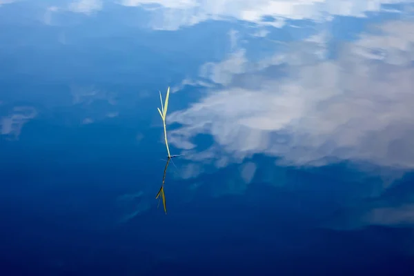 Surface de l'eau avec réflexion du ciel et de l'herbe Ab — Photo