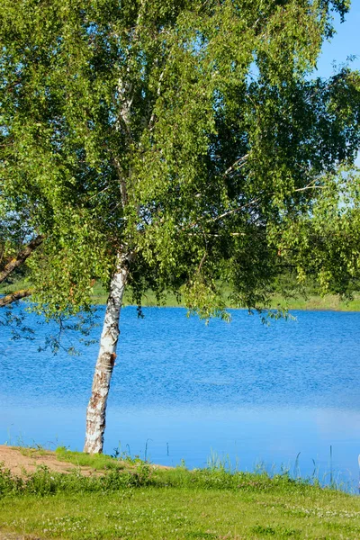 Rosyjskie Lato Krajobraz Brzozy Pobliżu Wołgi — Zdjęcie stockowe