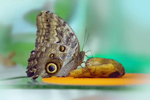 Owl Butterfly Caligo Memnon — Stock Photo, Image