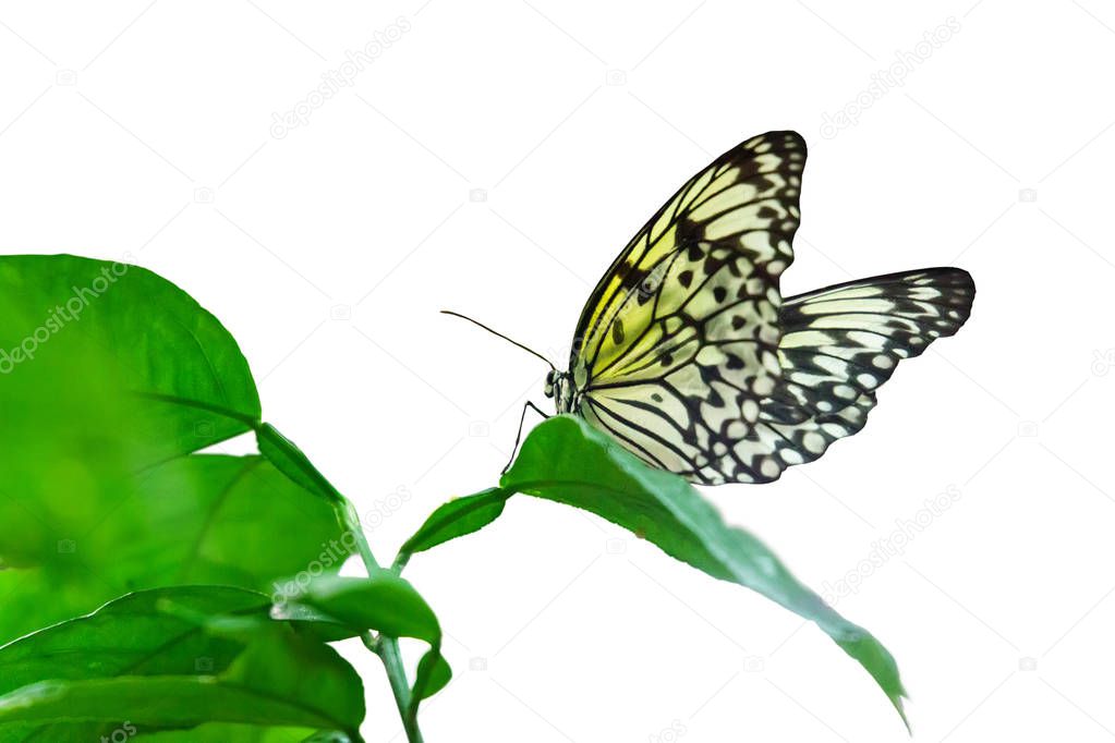 Paper Kite Butterfly detail (Idea leuconoe)