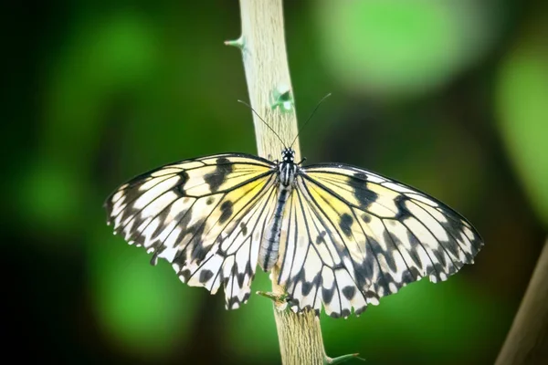 Papier wszystko Kite motyl (Idea leuconoe) — Zdjęcie stockowe